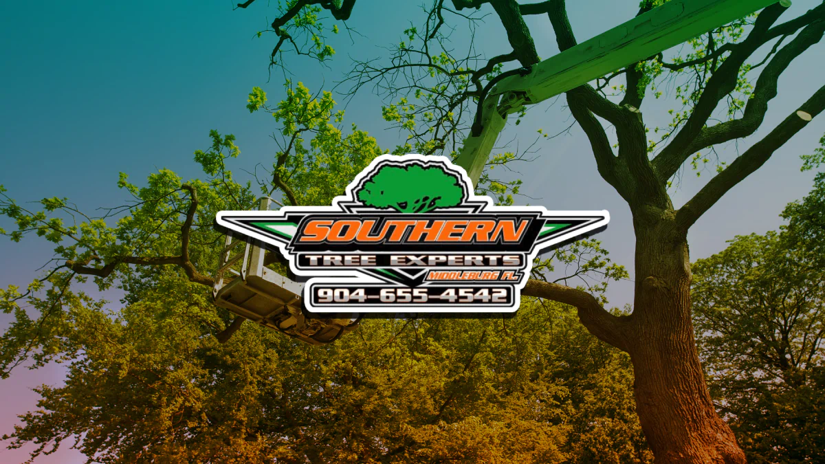 Take A Look About Southern Tree Service