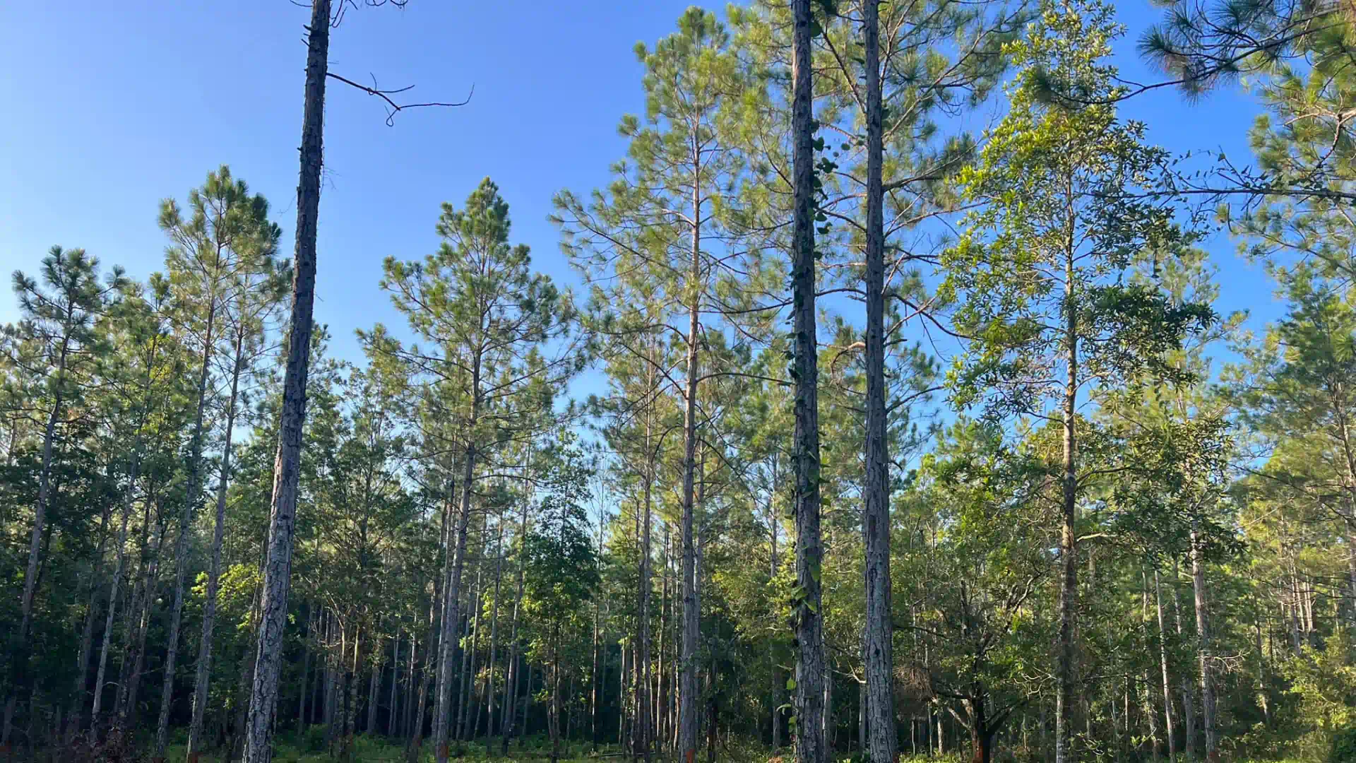 huge trees under blue sky