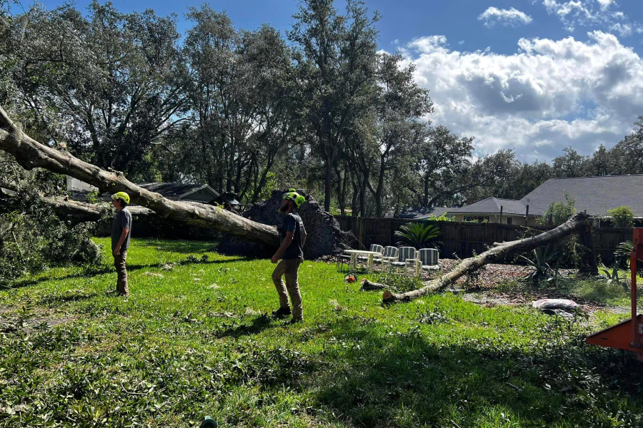 on going service tree removal work